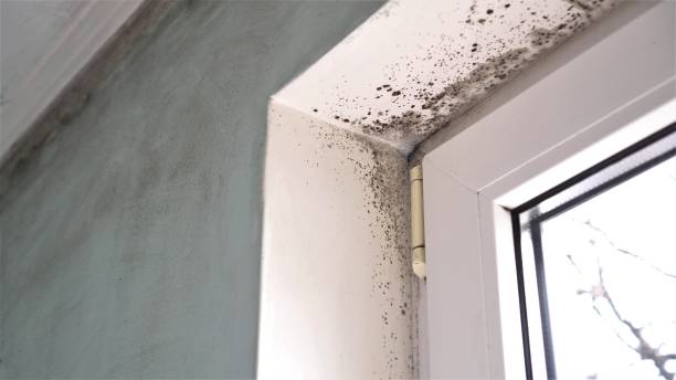 Best Mold Remediation for Schools in Kingston, WA