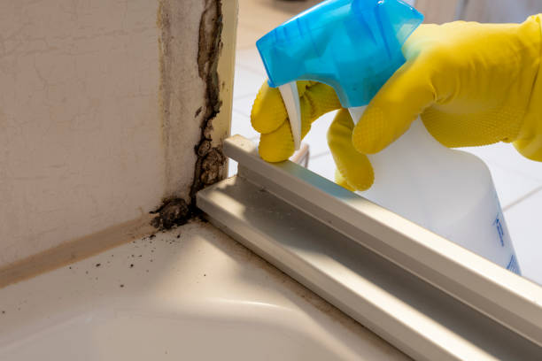 Best HVAC Mold Remediation in Kingston, WA