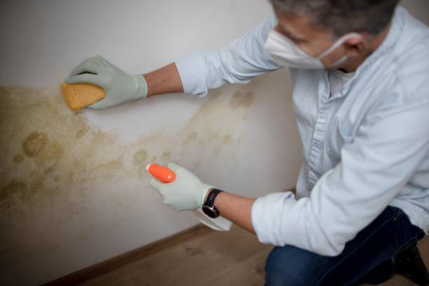Best Post-Flood Mold Remediation in Kingston, WA