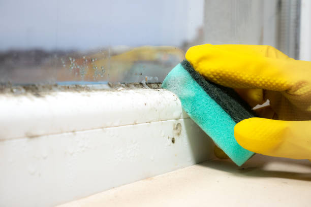 Best Residential Mold Remediation in Kingston, WA