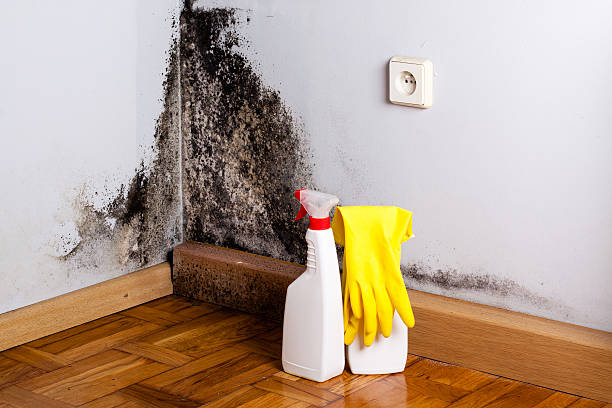 Best Localized Mold Remediation (e.g., coastal areas, humid climates) in Kingston, WA