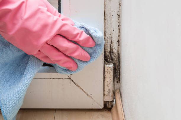 Kingston, WA Mold Remediation Company